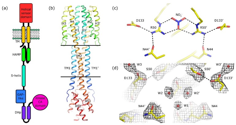 Architecture of NarQ and structure of the R50S mutant.