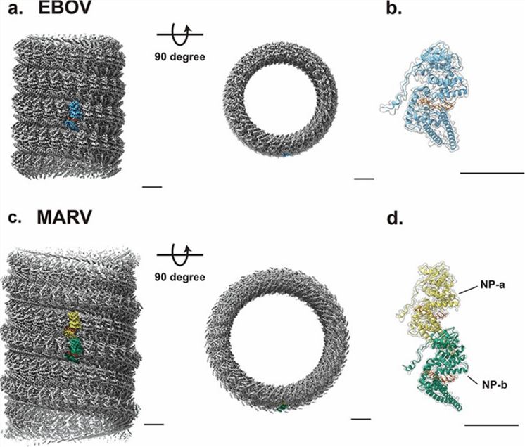 Cryo-electron microscopy of EBOV and MARV NP-RNA complexes.