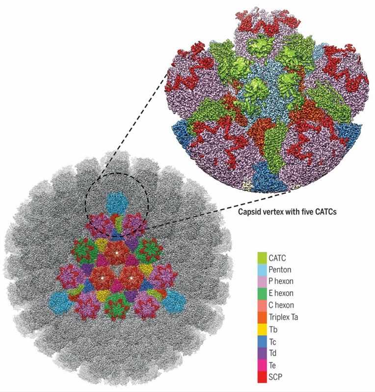 Structure of the HSV-1 capsid and ectodermal proteins.