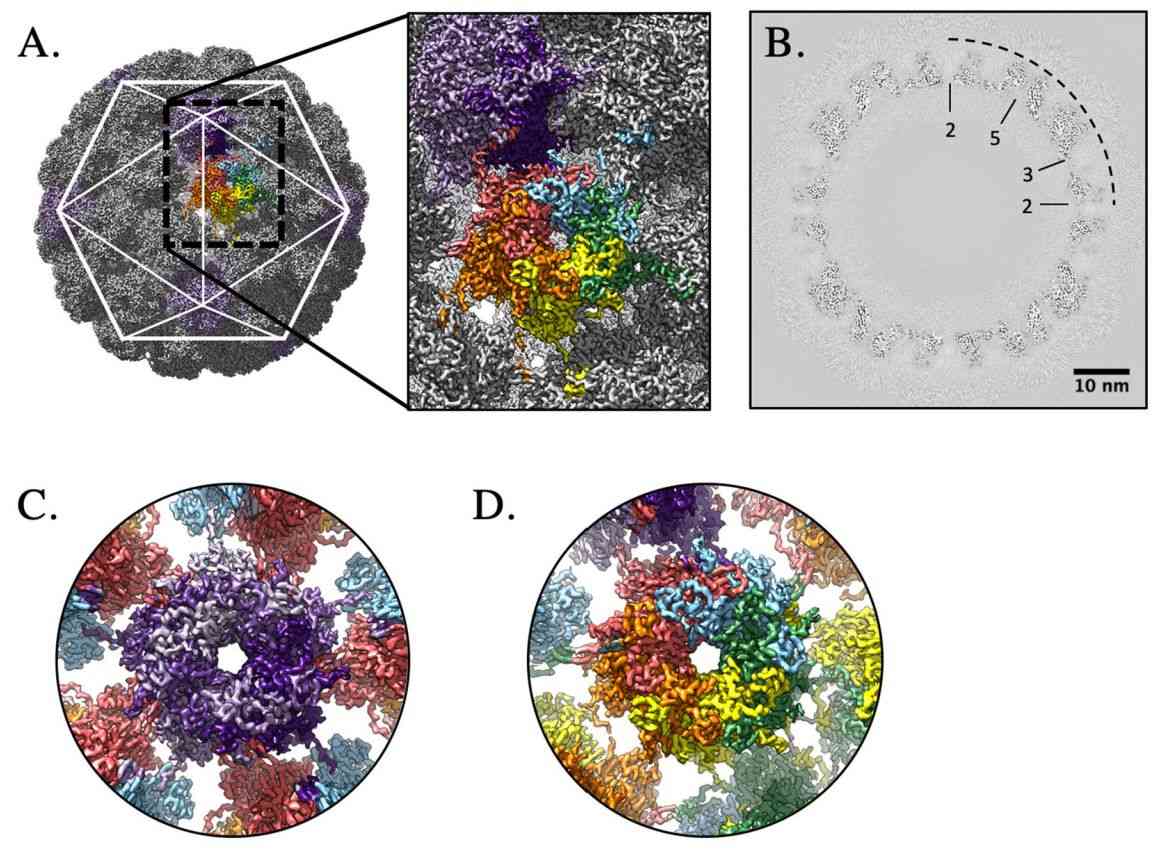 High-resolution capsid map of HPV16.