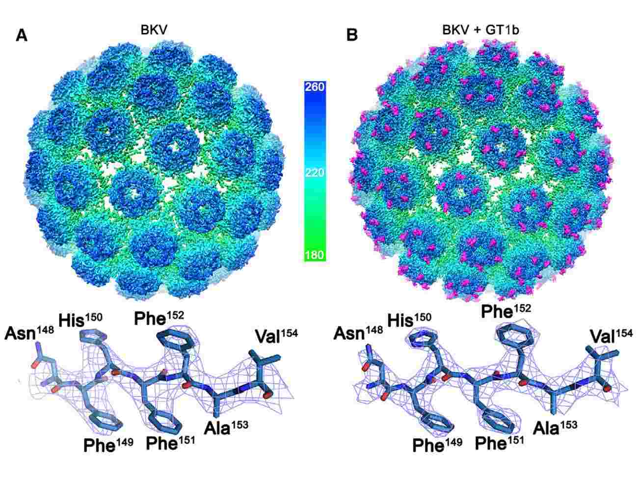 The Structures of BK polyomavirus and BK polyomavirus: GT1b.