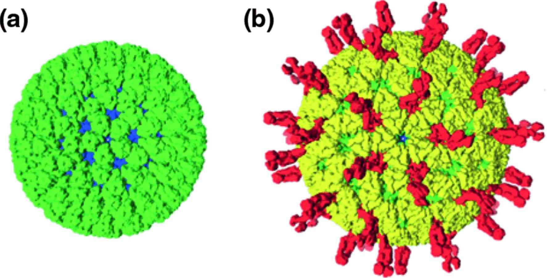 Rotaviruses particle structure.
