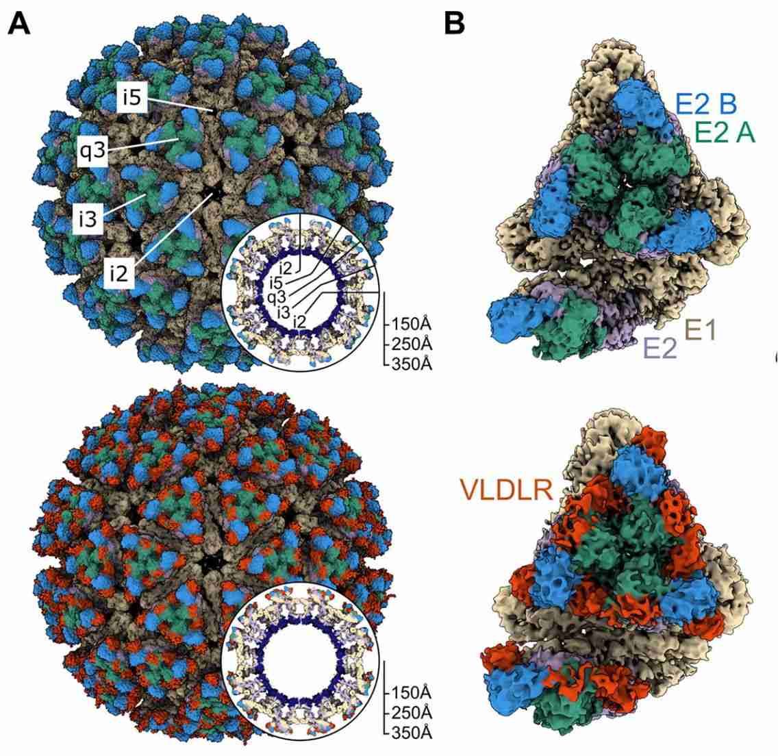 Cryo-EM structure of EEEV PE–6 in complex with VLDLR.