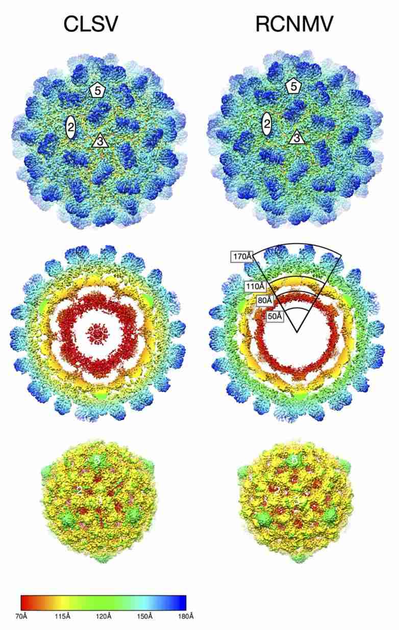 Cryo-EM image reconstructions of Tombusviridae virus CLSV and RCNMV.