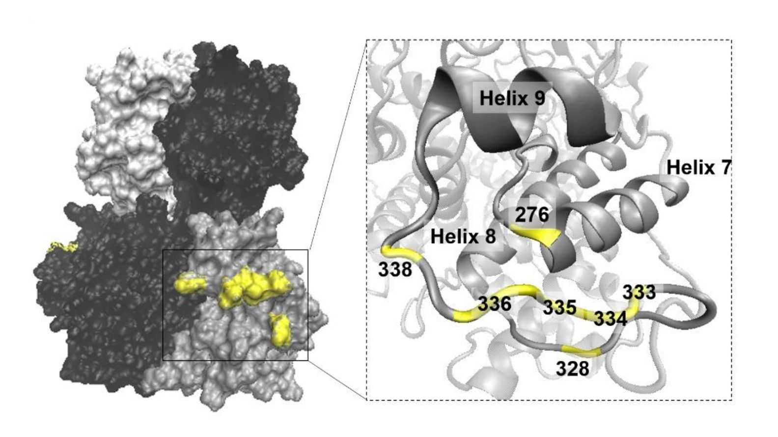 Three-dimensional analysis of the location and secondary structure of the AHSV VP7 fixed-point mutagenesis region.
