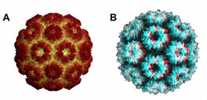 Surface capsid structure of the BMV (A) and CCMV (B).