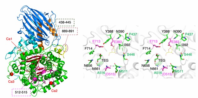 The overall structure of CΔ1049 (left) and active site view (right) of HypBA2. 
