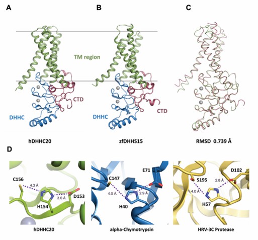 Structure of DHHC-PATs.