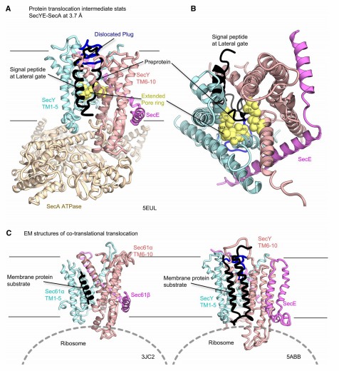 Structures of the Sec translocon in the intermediate stages of protein transport. (Tsukazaki T, 2019)