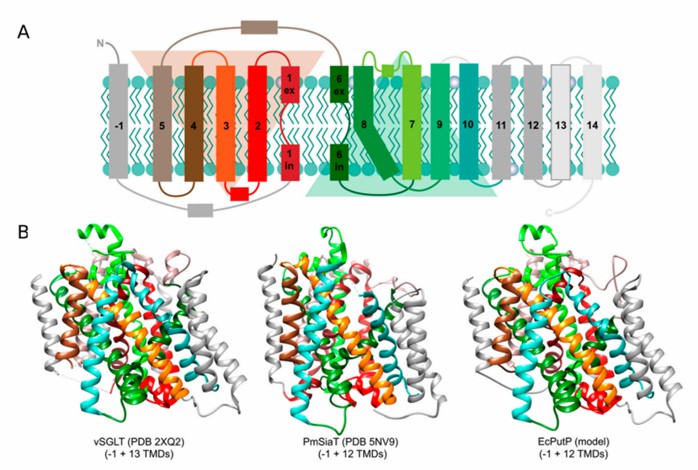 Membrane topology and 3D structures of solute/sodium symporter (SSS) family transporters.