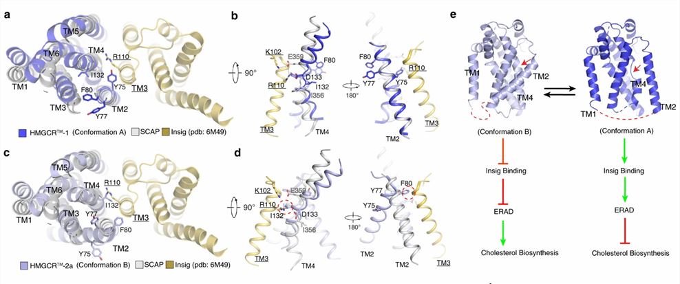 Structural comparison of HMGCR with Insig-bound Scap reveals dynamic features of SSDs.