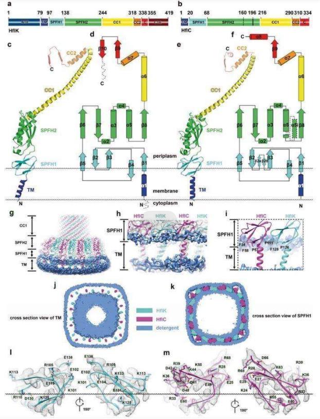 The molecular architecture of MaSR1.