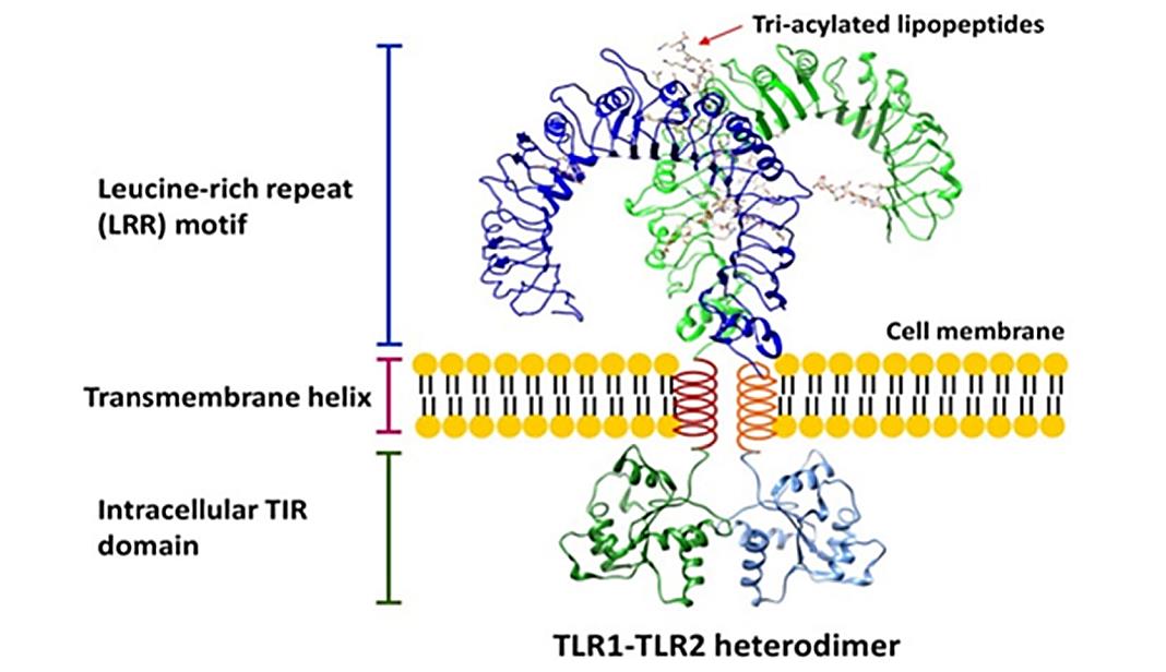 The overall structure of the TLR.