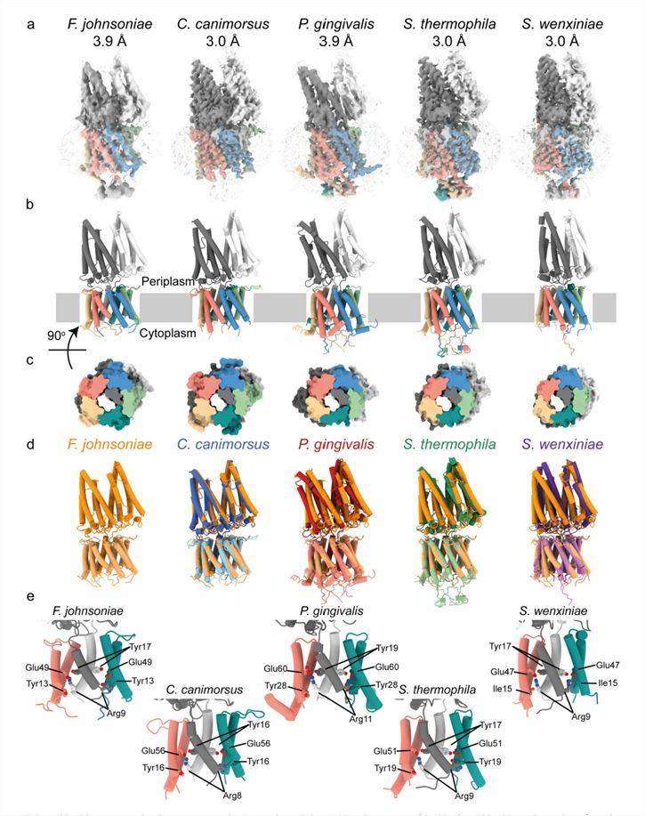 PorLM' has conserved architecture across the Bacteroidetes phylum. (Hennell James R, et al., 2022)
