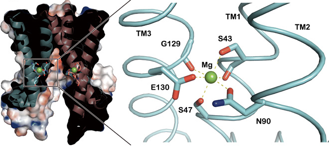 Mg2+ binding site of TpCorC.