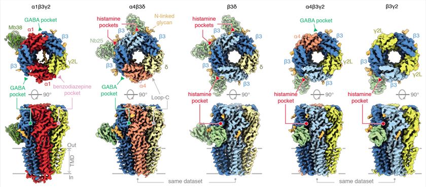 Landscape of differential GABAA receptor assemblies