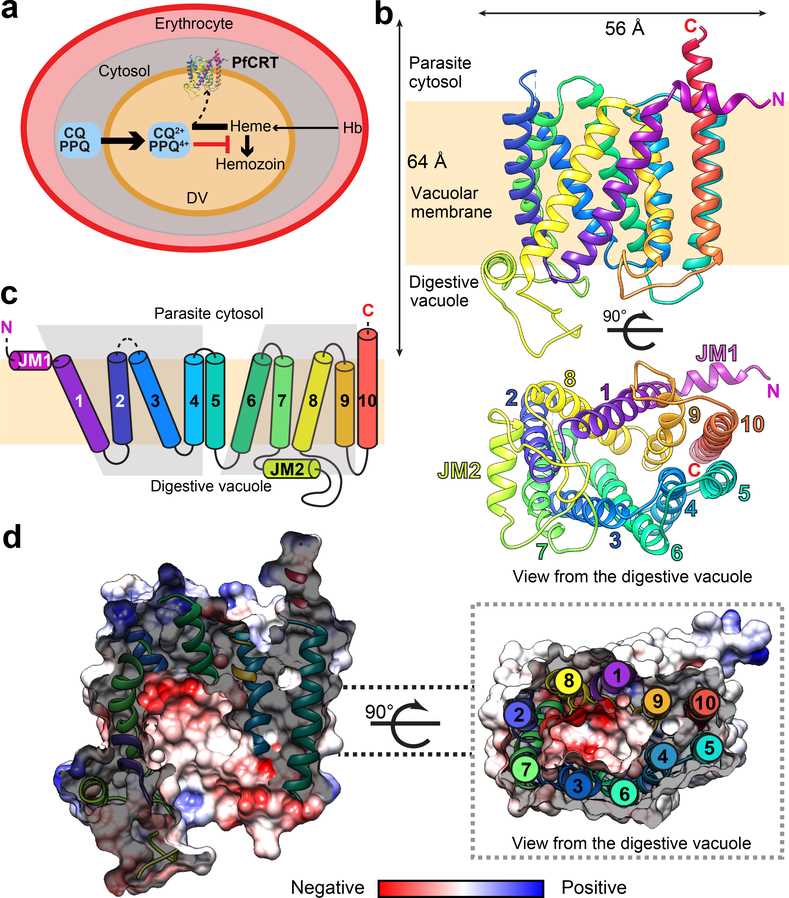 Cryo-EM structure of PfCRT 7G8