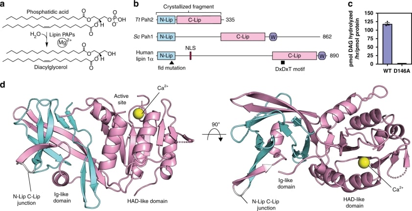 Structure of TtPah2 reveals the N-Lip co-folds with the C-Lip to form a split immunoglobulin-like domain.