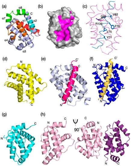 Evolutionary structure conservation in the Bcl-2 family and their complexes. Ribbon representation of the 3D structures of prosurvival and proapoptotic Bcl-2 family members and their complexes are shown.