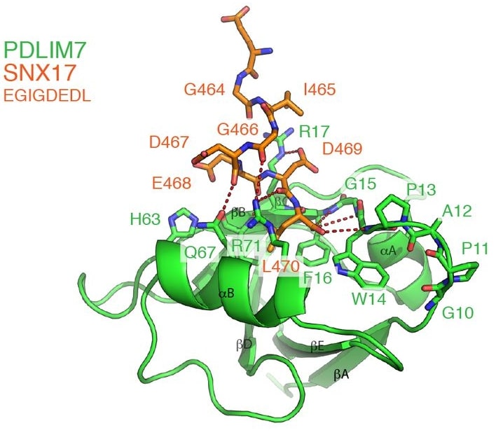The structure of the PDLIM7 PDZ domain bound to the SNX17 C-terminus.