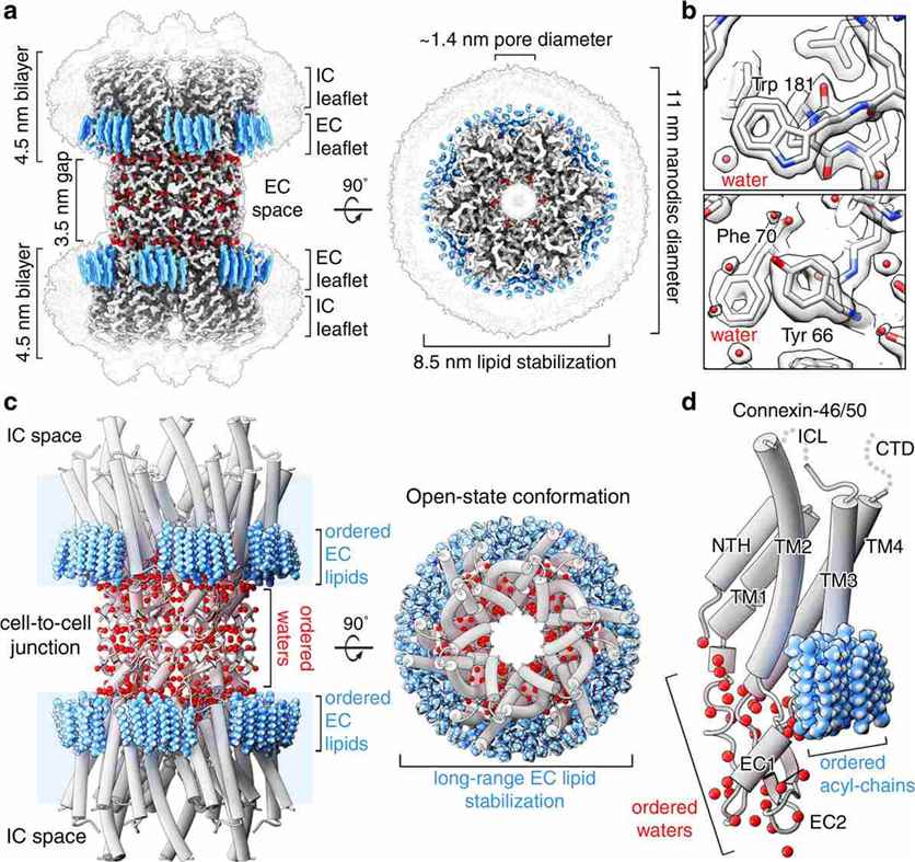 Structure of connexin-46/50 in lipid nanodiscs by Cryo-EM.