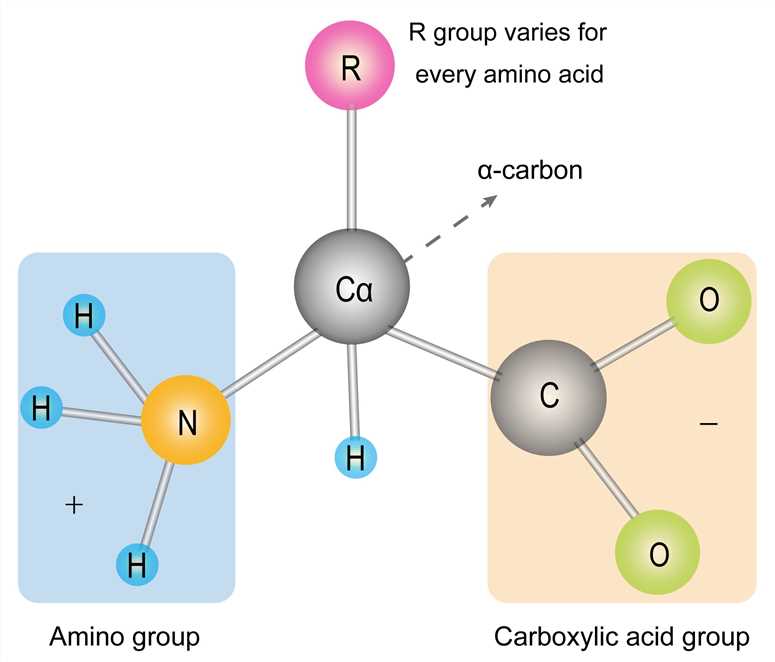 The amino acid structure diagram.