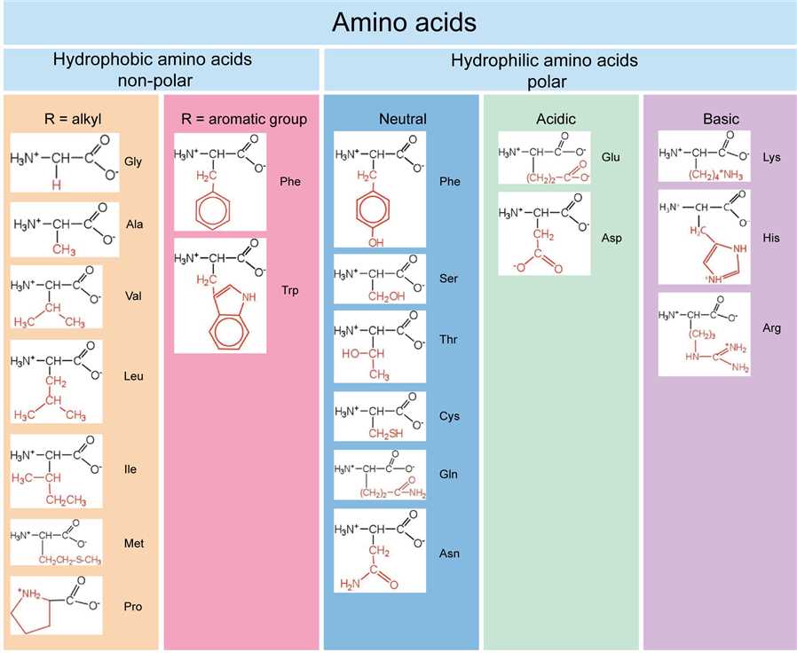 Amino acid classification.