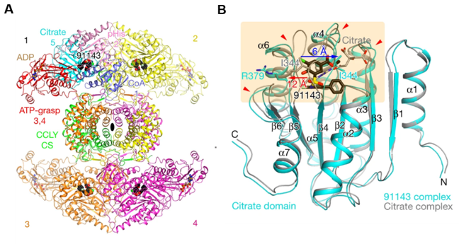 The overall structure of the human ACLY  tetramer in complex with NDI-091143 and ADP (A), Overlay of the structures of  the citrate domain in complex with NDI-091143 and the domain in complex with  citrate (B)