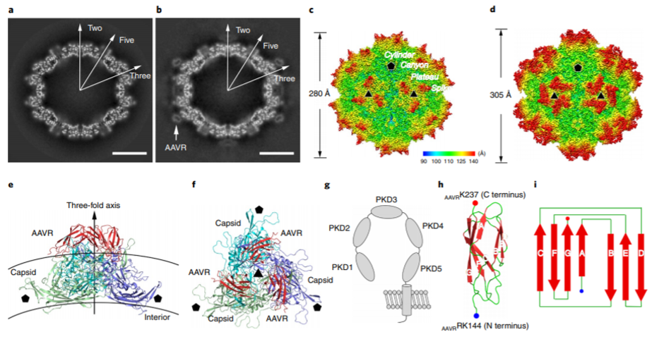 The cryo-EM structures of the AAV2 / AAVR complex