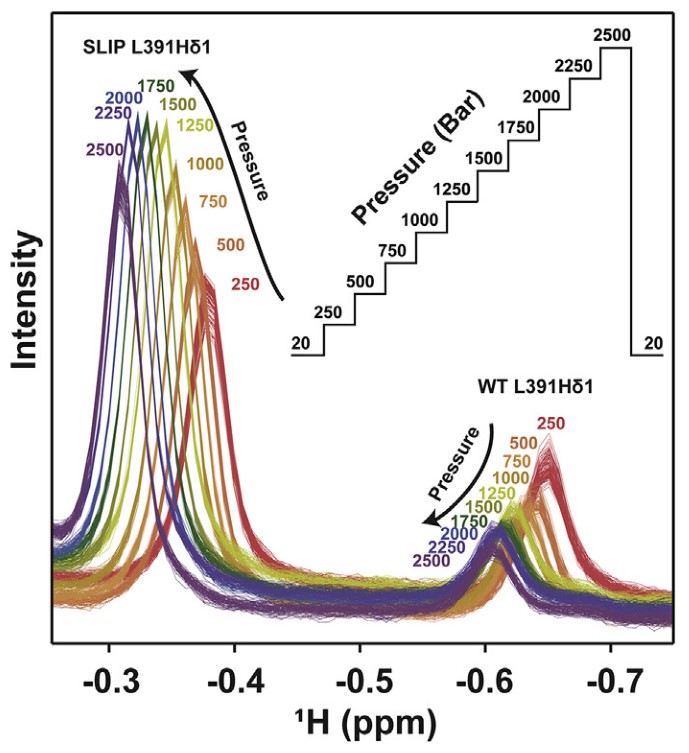 13C-edited 1D 1H NMR spectra of L391 Hδ1 recorded at pressures between 20 and 2500 bar.