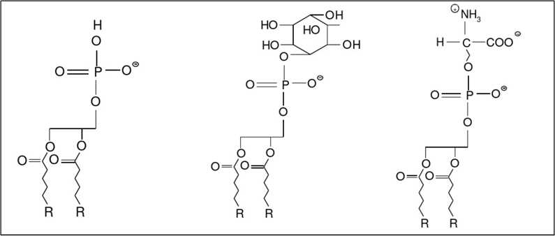 Structural formula of Phosphatidyl acid (PA), Phosphatidylinositol (PI) and Phosphatidylserine(PS)