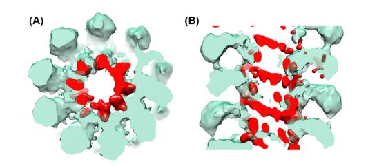 Difference map (red) between aligned to each other AltMV VLP and virion, superimposed onto a 3D structure of a VLP (transparent green) (A) Sagittal section (B) Cross section.