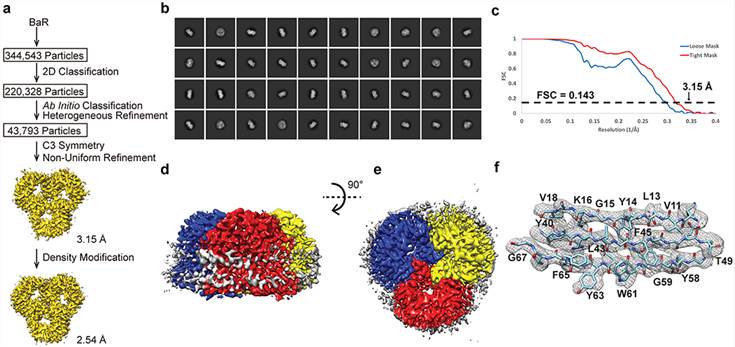 Cryo-EM analysis of the E. coli OmpF porin channel.