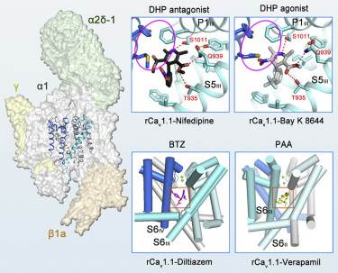 Molecular basis for rCav1.1 modulation by chemical ligands.