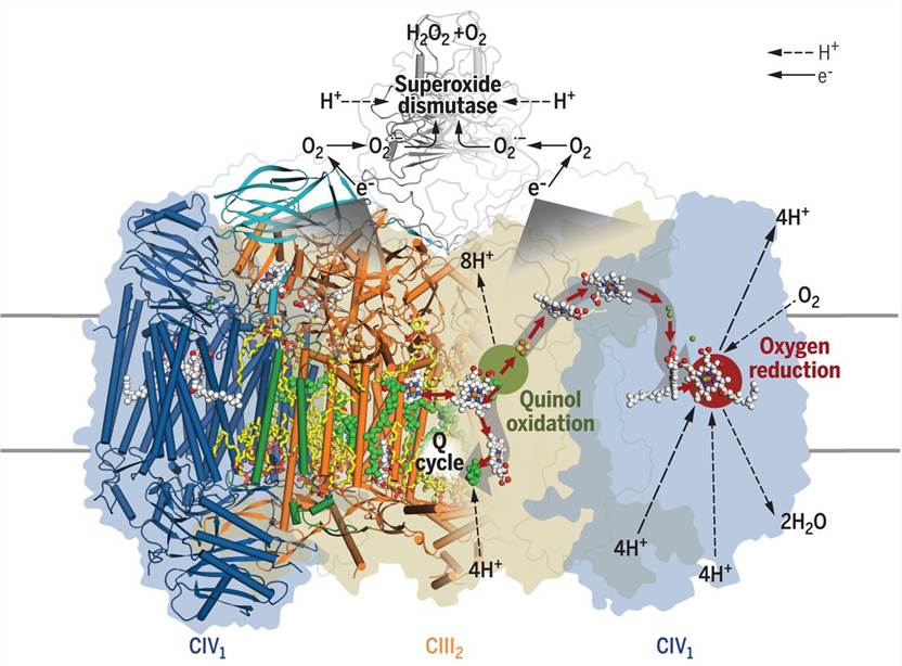 Structure of mycobacterial respiratory supercomplex CIII2CIV2SOD2.