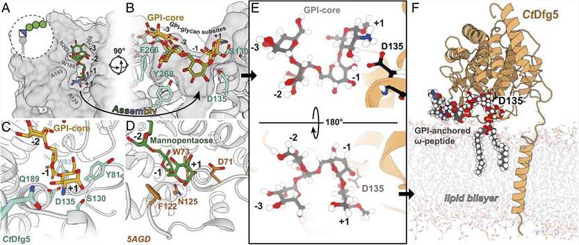 Reassembled GPI-core glycan in the binding pocket of Dfg5.