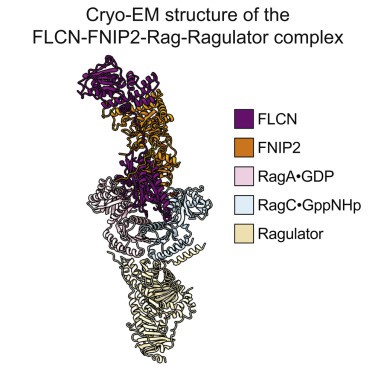 Cryo-EM structure of the FLCN-FNIP2-Rag-Ragulator complex.