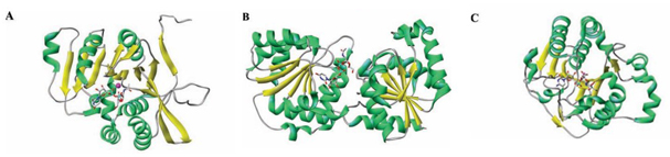 Ribbon diagram of three glycosyltransferases (GTs) representative of the different folds.