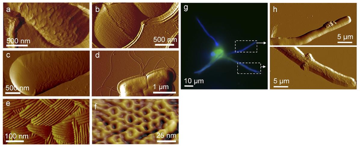 AFM captures structural details of microbial cell surfaces.