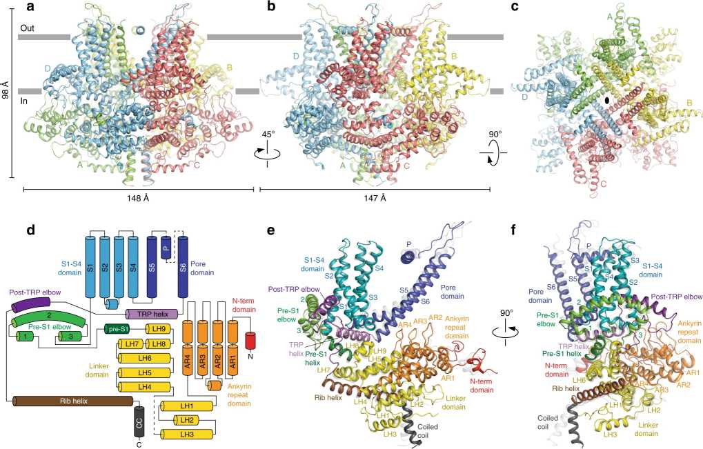 Architecture and domain organization of crTRP1