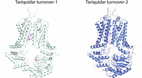 Models of tariquidar-bound ABCG2 in TO1 (Left) and TO2 (Right) states.