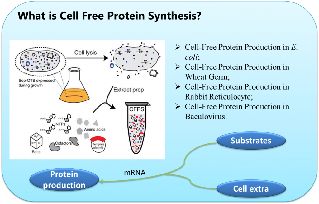 Cell free protein synthesis