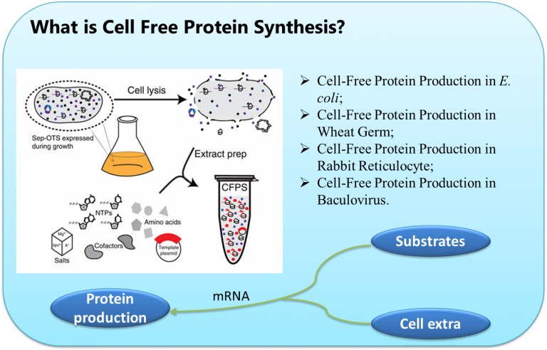 Cell Free Protein Synthesis Introduction – Creative Biostructure Blog