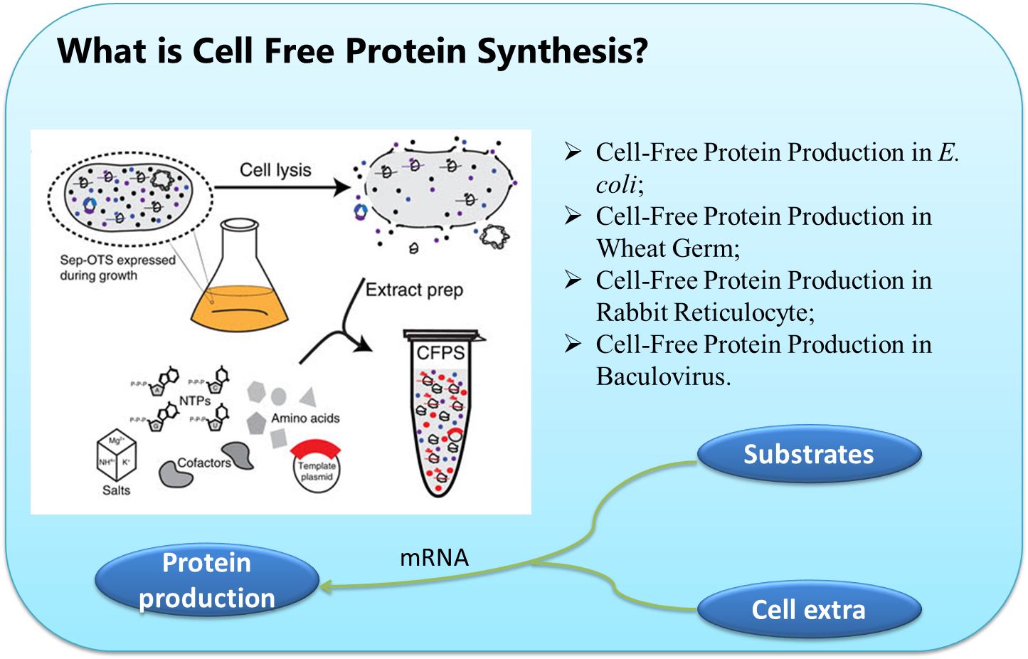 Cell free protein synthesis