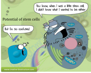 Potential of stem cells