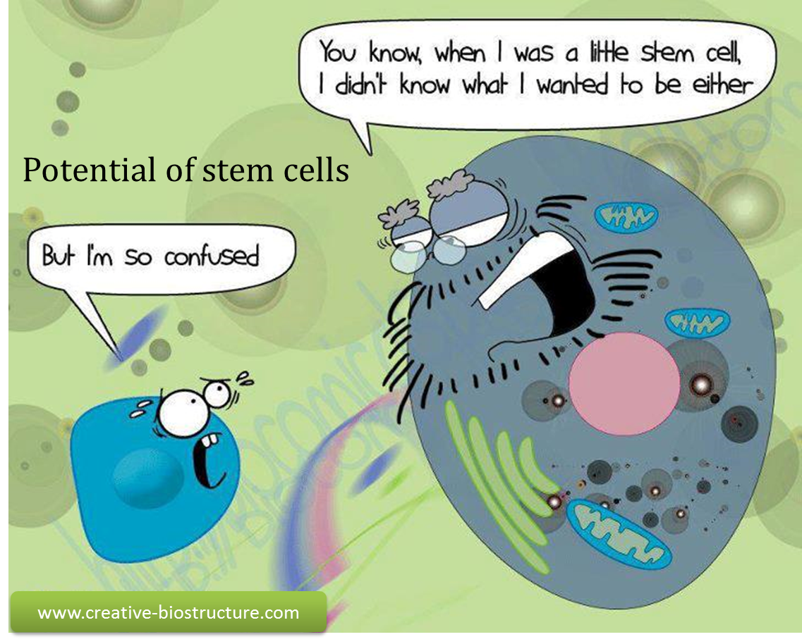 Potential of stem cells