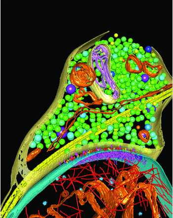 cryo-et-synaptic-structures