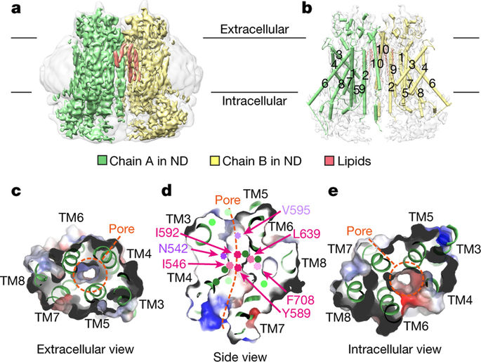 Activation mechanism of the calcium-activated chloride channel TMEM16A revealed by cryo-EM