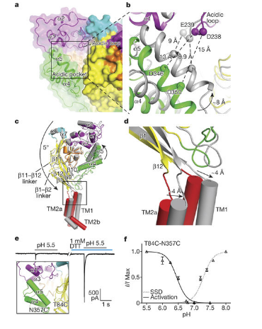 collapse-of-the-acidic-pocket-initiates-channel-activation