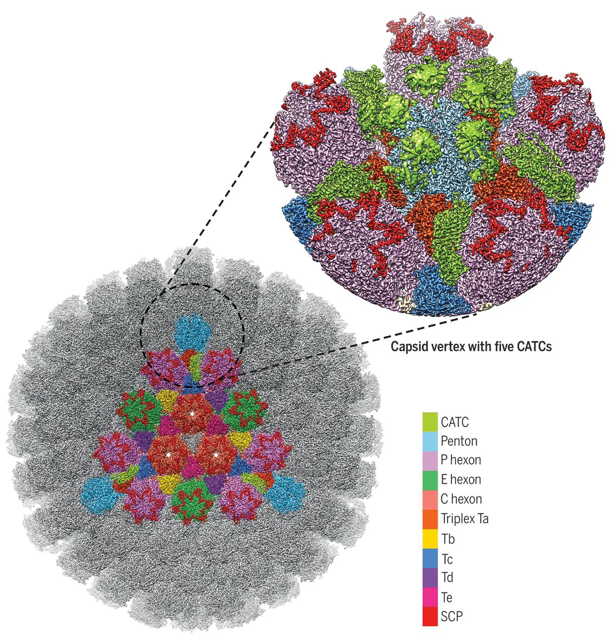 Three-Dimensional Structures of the Herpesvirus HSV-1/HSV-2 Capsid ...